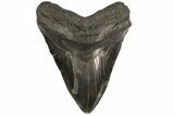 Fossil Megalodon Tooth - Georgia #80050-1